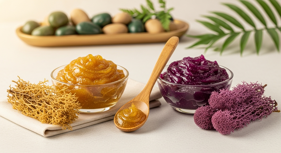 Gold vs. Purple Sea Moss: Which Reigns Supreme?