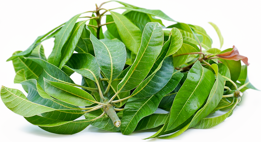 Mango Leaves - 4oz. - Herbs
