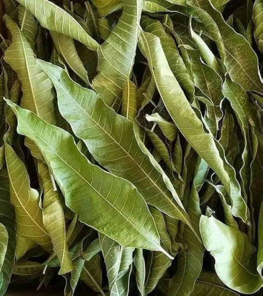 Mango Leaves