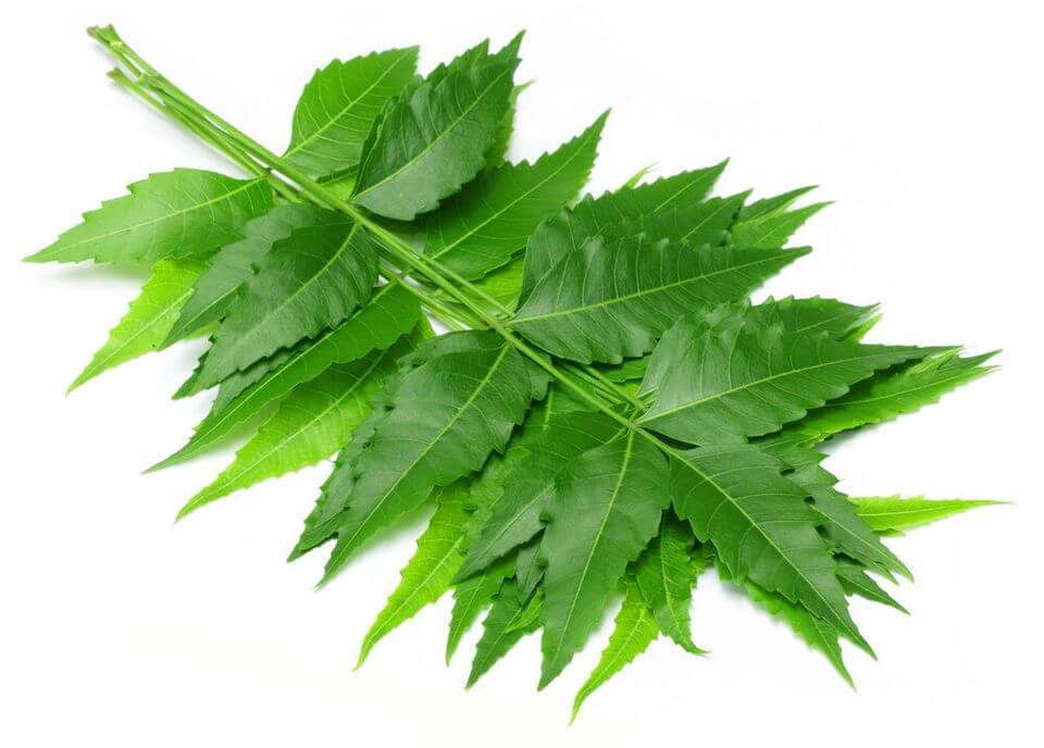 Neem Leaves - Herbs