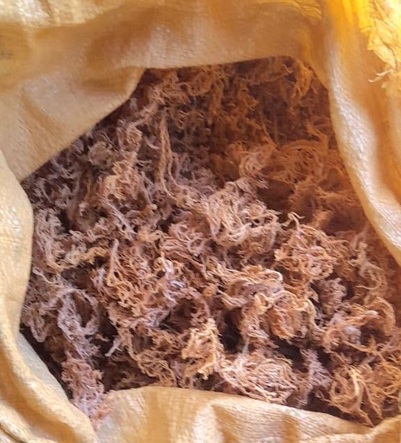 B‑Grade Saint Lucian Gold Sea Moss — 10 lb Bulk