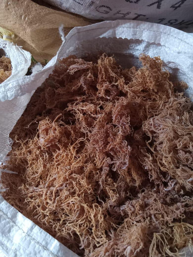 B‑Grade Saint Lucian Gold Sea Moss — 10 lb Bulk