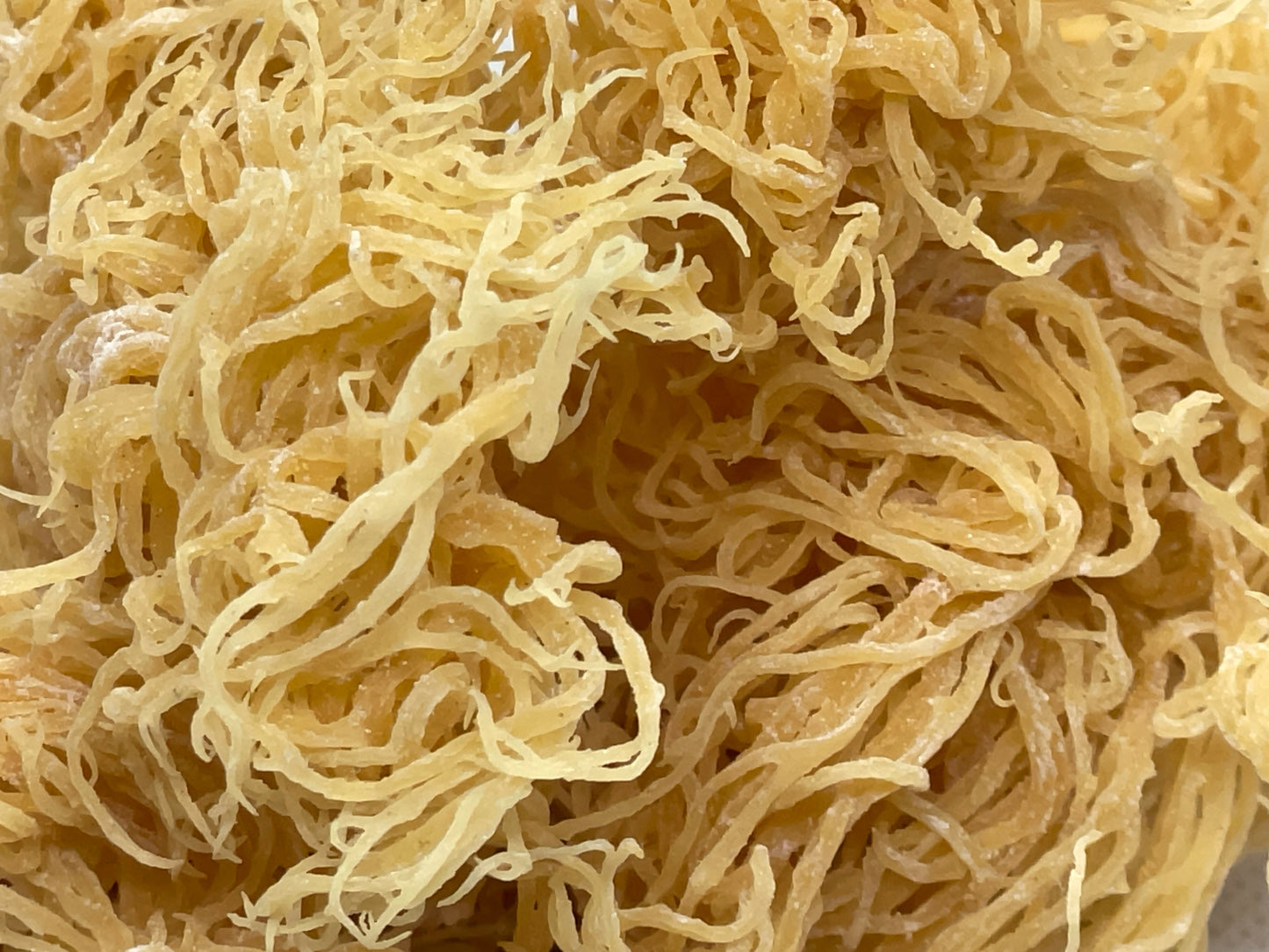 Gold Seamoss - Wholesale - Seamoss