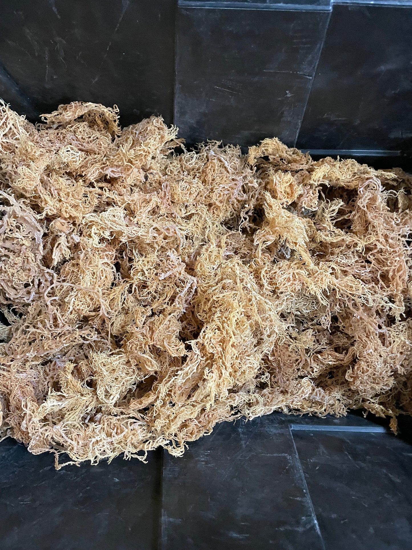 B‑Grade Saint Lucian Gold Sea Moss — 10 lb Bulk