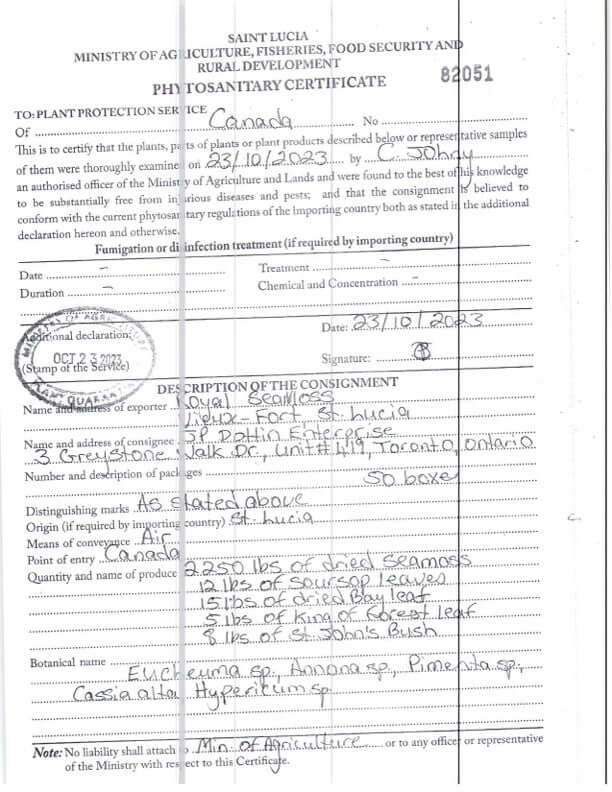 St. Lucian Purple Sea Moss Wholesale | Dried Bulk Seamoss