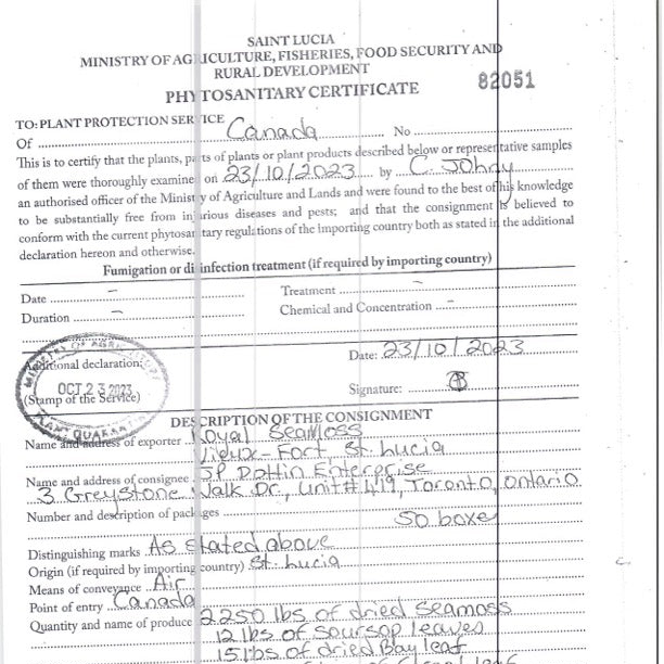 St. Lucian Gold Sea Moss Bulk (Wholesale Dried Seamoss)