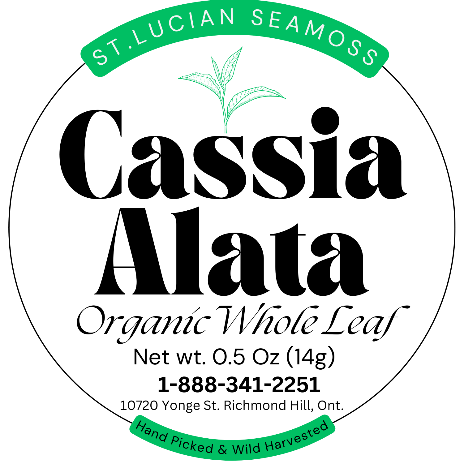 1/2 Ounce Cassia Alata - AKA King of the Forest - Herbs