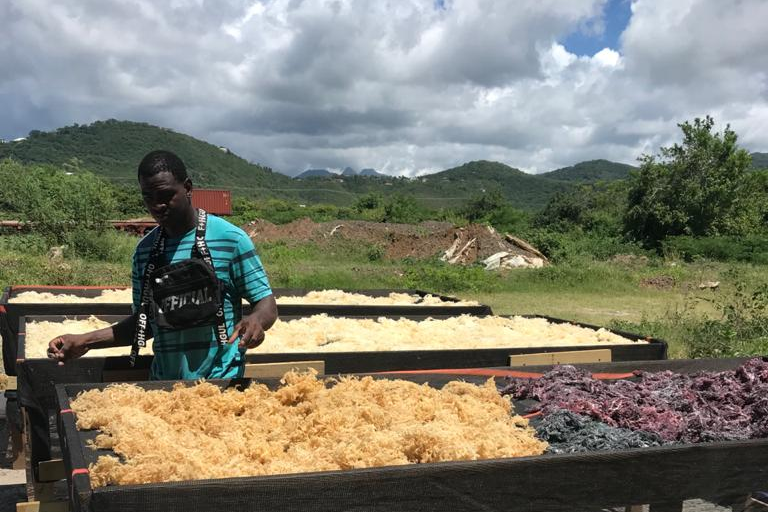 St. Lucian Purple Sea Moss - Saint Lucia harvest