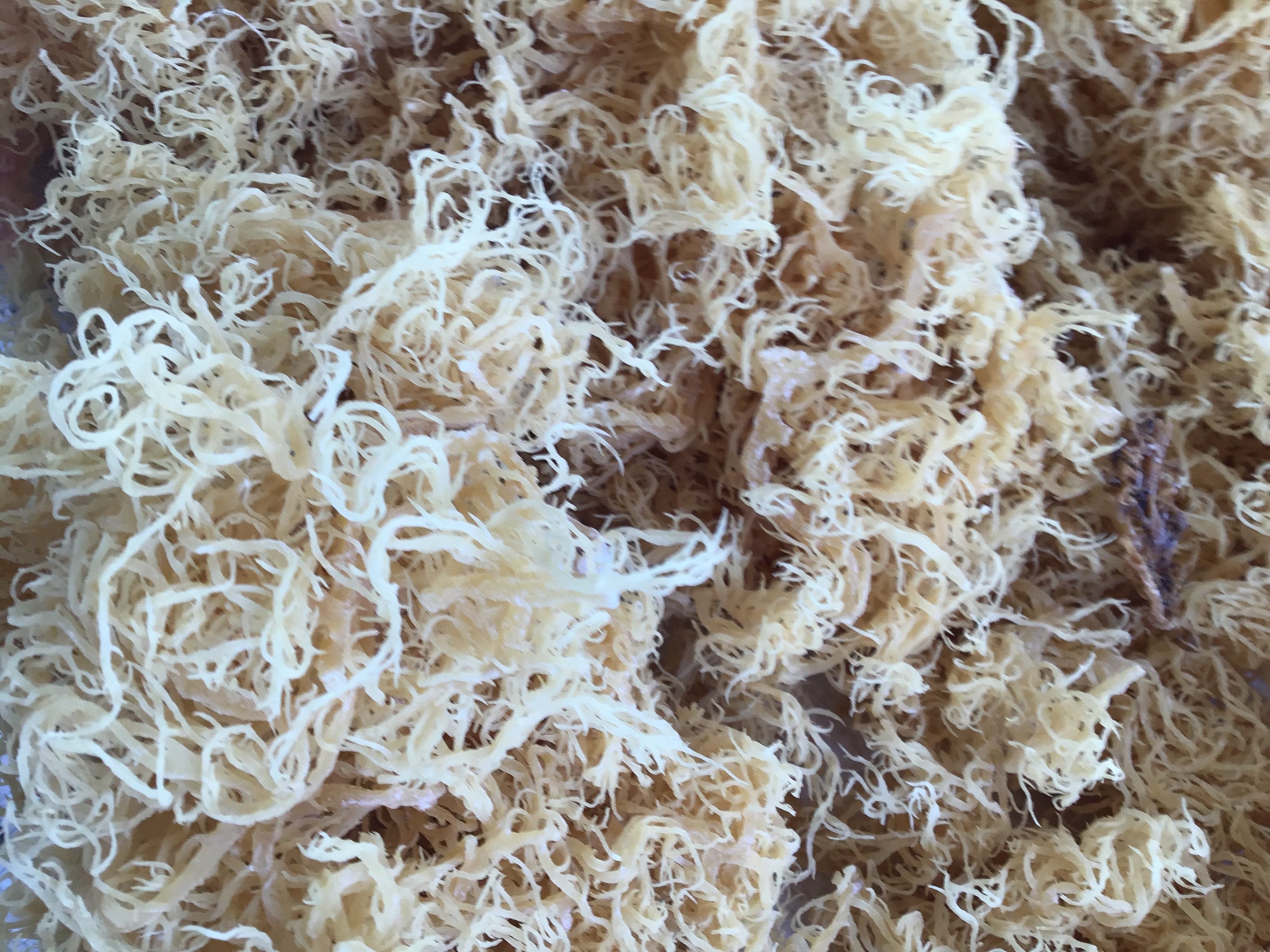 Premium Gold, Purple & Full Spectrum Sea Moss | Lab-Tested Supply
– St.Lucian Seamoss Company