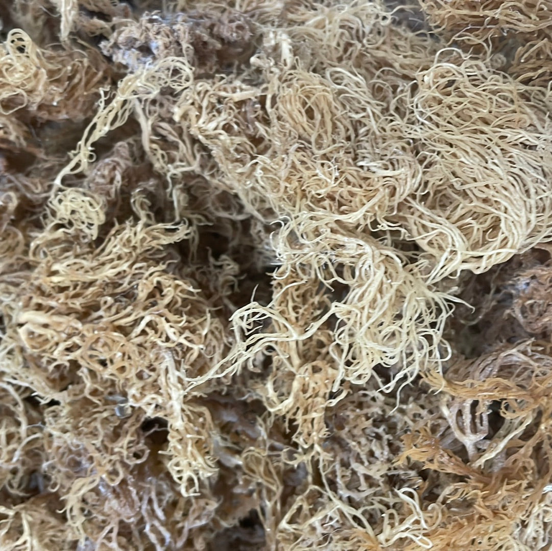 B‑Grade Saint Lucian Gold Sea Moss — 10 lb Bulk