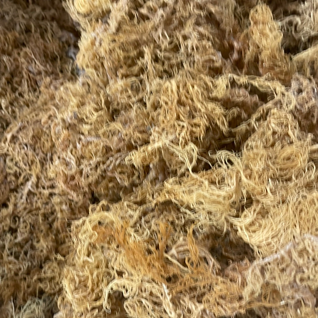 B‑Grade Saint Lucian Gold Sea Moss — 10 lb Bulk
