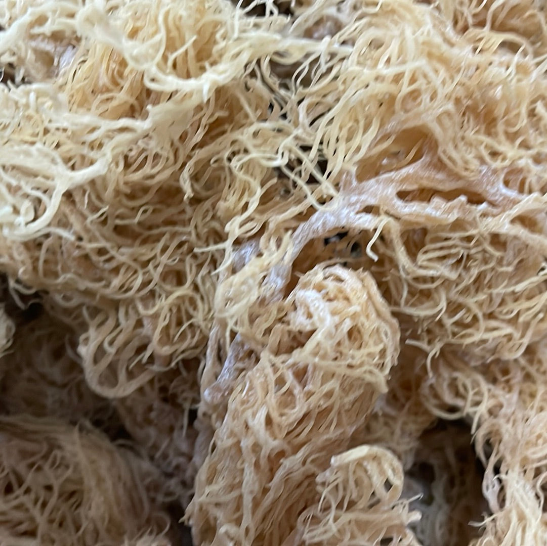 Gold Seamoss - Wholesale - Seamoss