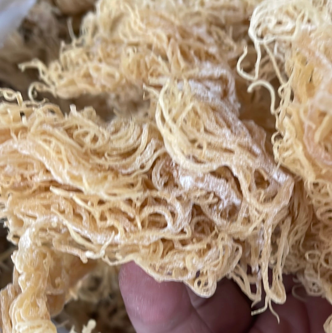 Gold Seamoss - Wholesale - Seamoss