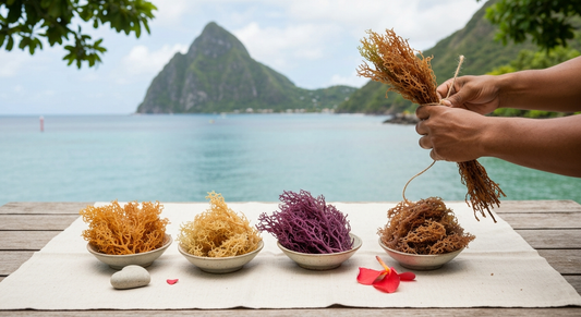 Meet Our Farmers: Saint Lucia's Sea Moss Stewards
