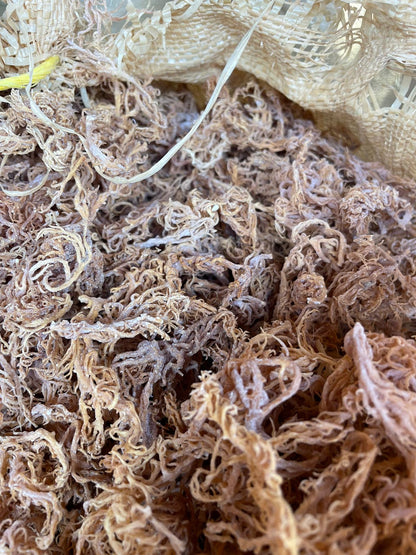 B Grade Gold Seamoss - 10lbs