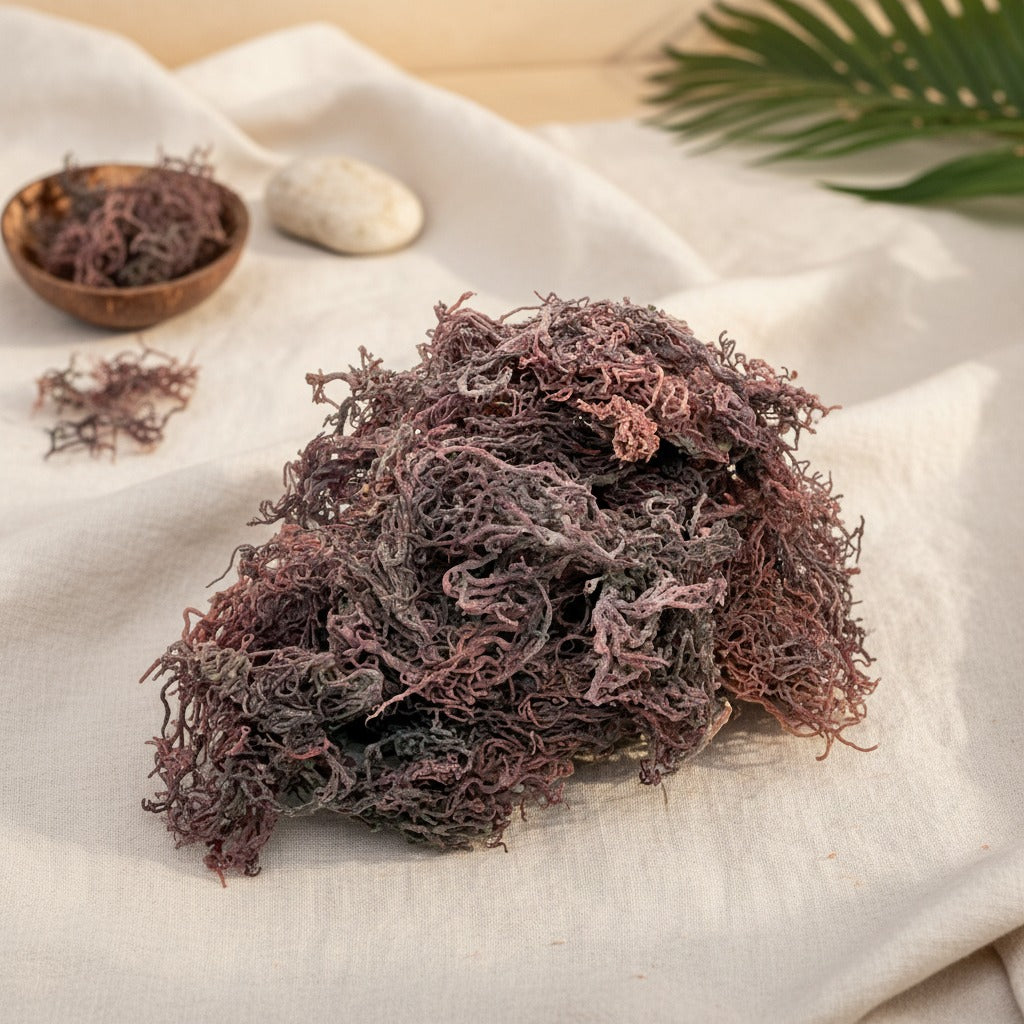 St. Lucian Purple Sea Moss