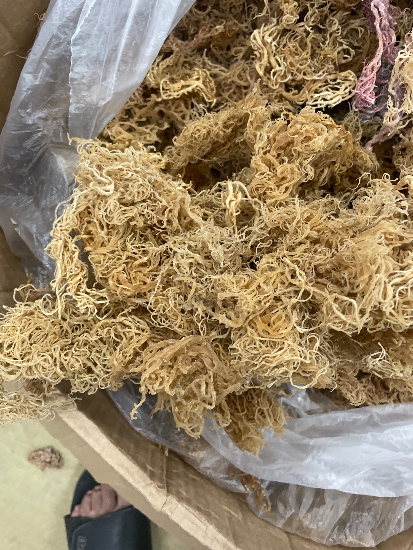 B Grade Gold Seamoss - 10lbs