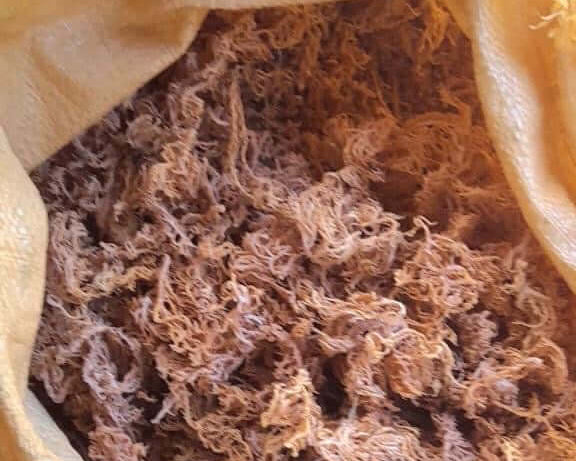 Wholesale Purple Sea Moss B Grade - close-up texture