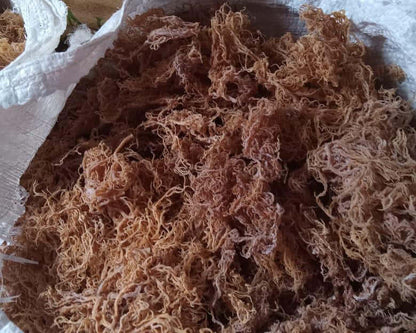 Wholesale Purple Sea Moss B Grade - packaging detail