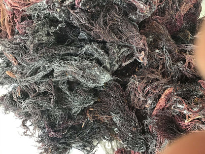 St. Lucian Purple Sea Moss Wholesale - 10lb bulk bag