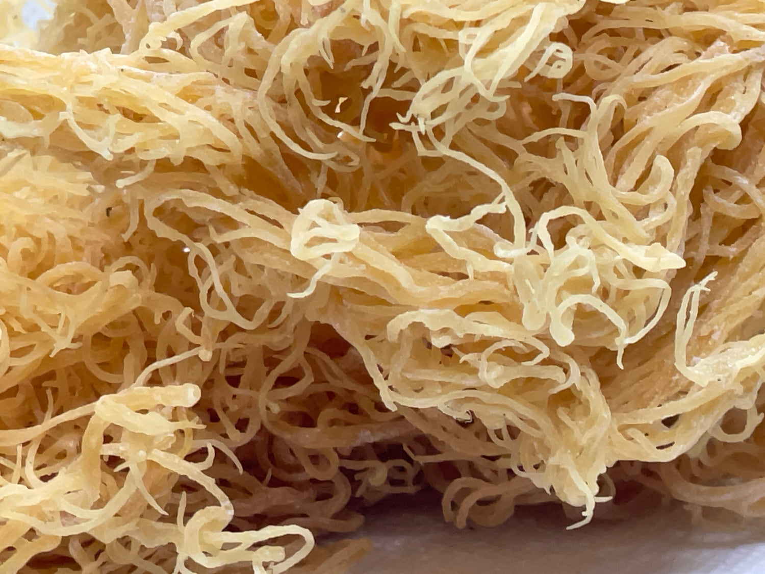 Gold Seamoss - Wholesale - Seamoss