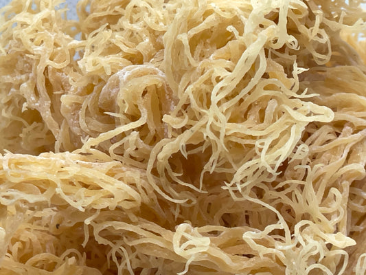Gold Seamoss - Wholesale - Seamoss