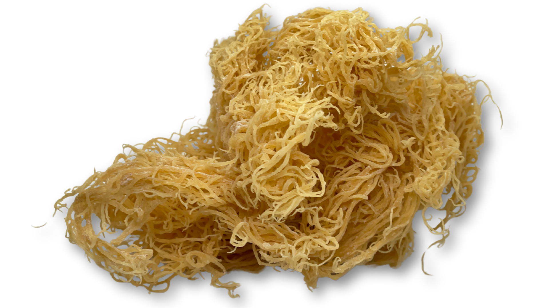 Gold Seamoss - Wholesale - 10lbs - Seamoss