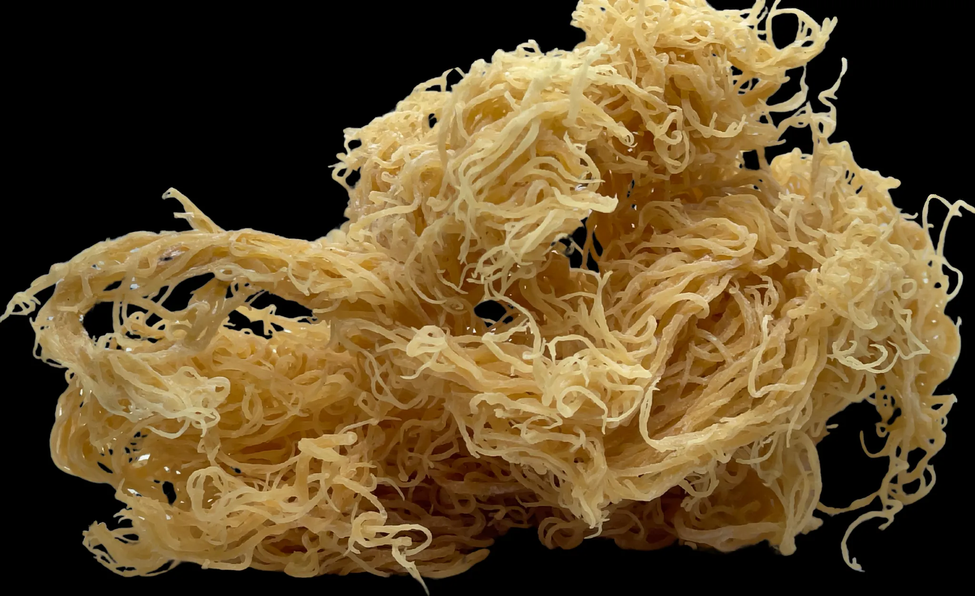 St.Lucian Gold Seamoss - 4OZ - Seamoss