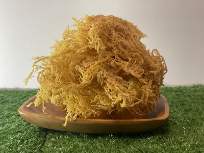 St. Lucian Gold Sea Moss Bulk (Wholesale Dried Seamoss)