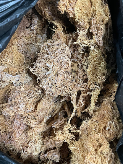 B Grade Gold Seamoss - 10lbs