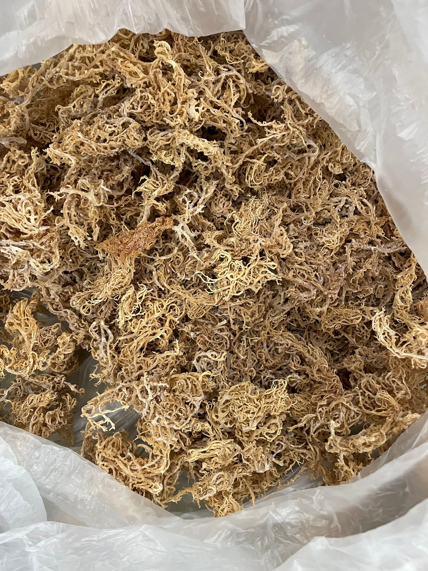 B Grade Gold Seamoss - 10lbs