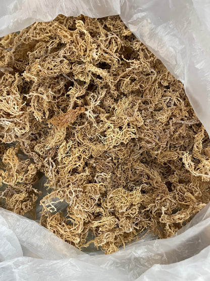 B Grade Gold Seamoss - 10lbs
