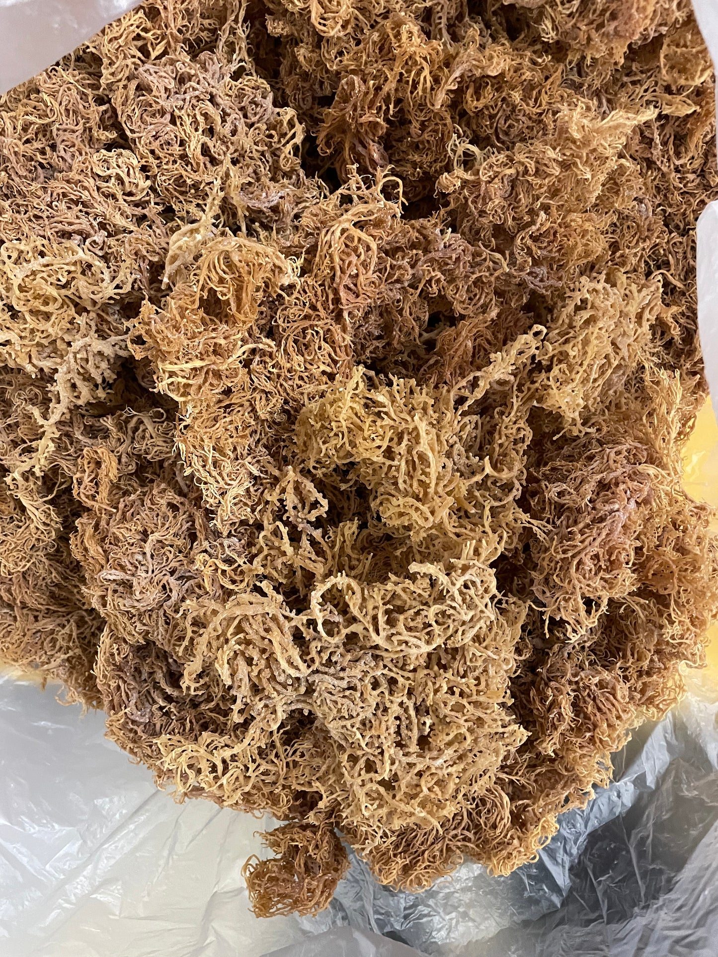 B Grade Gold Seamoss - 10lbs