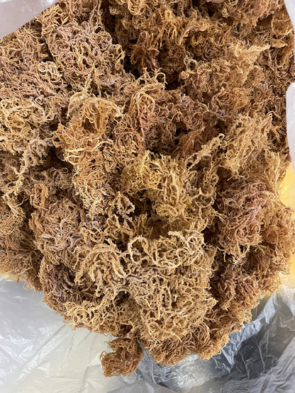 B Grade Gold Seamoss - 10lbs