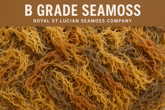 B Grade Gold Seamoss - 10lbs