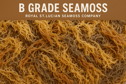 Wholesale Purple Sea Moss B Grade - 10lb bulk case