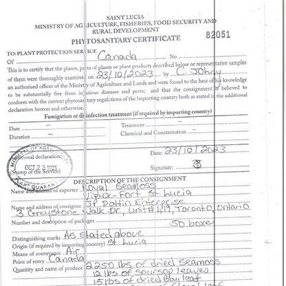 St Lucian Green Sea Moss (Dried) | Traceable, Lab Tested
