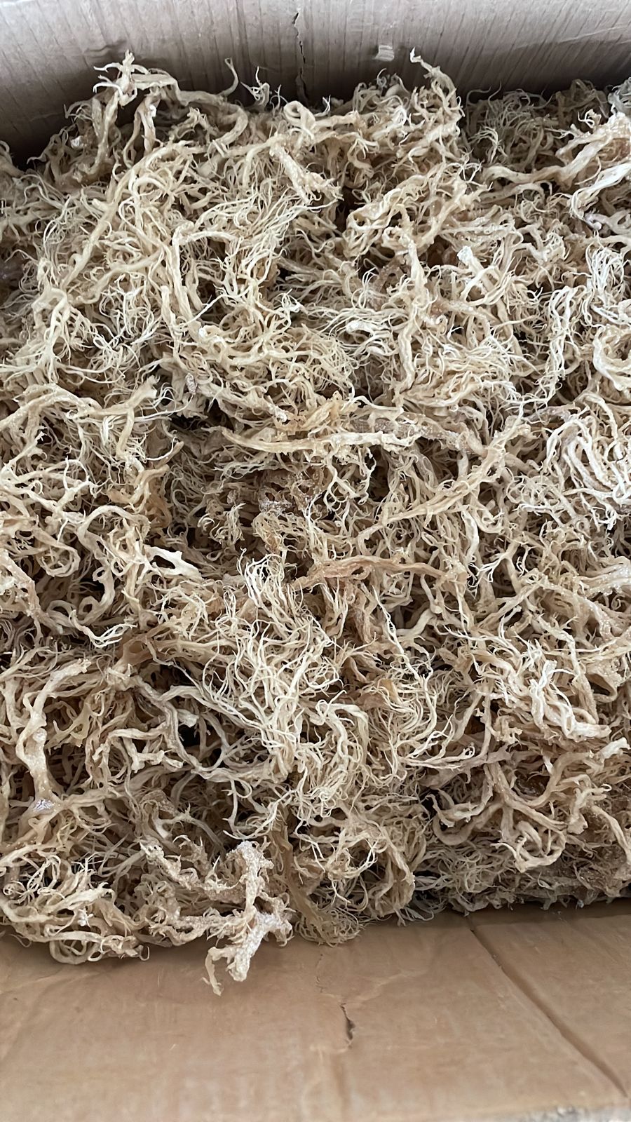 B Grade Gold Seamoss - 10lbs