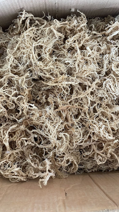 B Grade Gold Seamoss - 10lbs