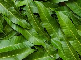 Mango Leaves - 2 oz. - Herbs