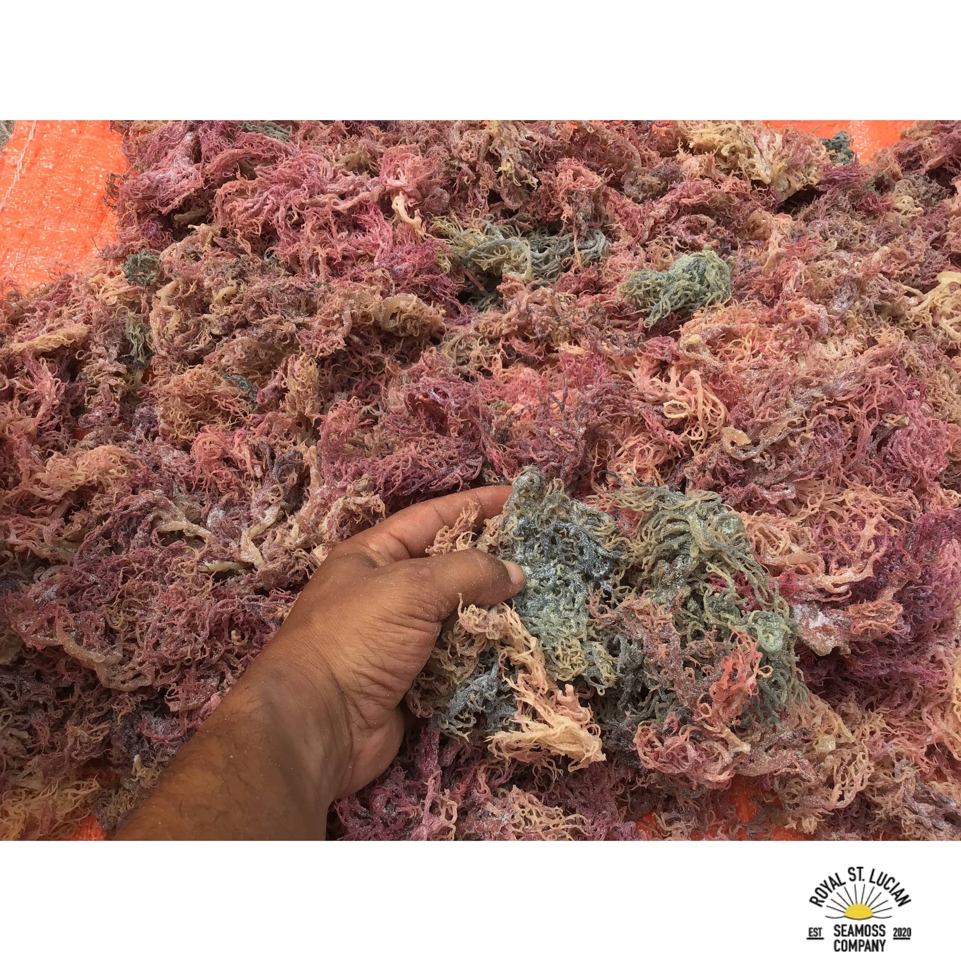 Full Spectrum Sea Moss Wholesale - bulk bag