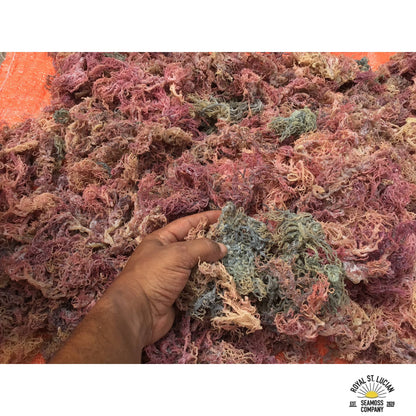 Full Spectrum Sea Moss Wholesale - bulk bag