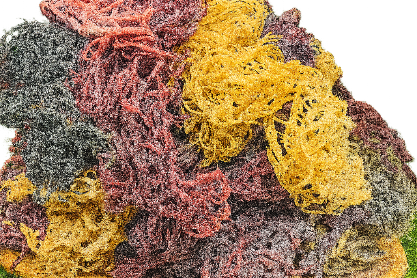 Full Spectrum Seamoss: Nature's Nutrient-Packed Treasure