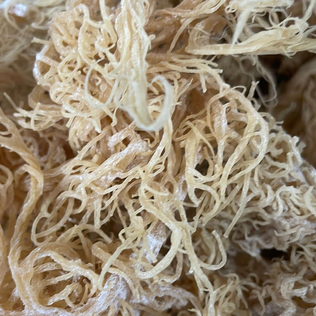 Gold Sea Moss Bulk - wholesale bag, alternate view