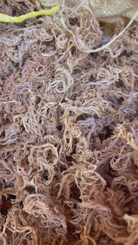 Wholesale Purple Sea Moss – 10 lb Bulk Case (B Grade)