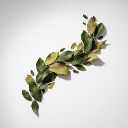 Soursop Leaves Dried