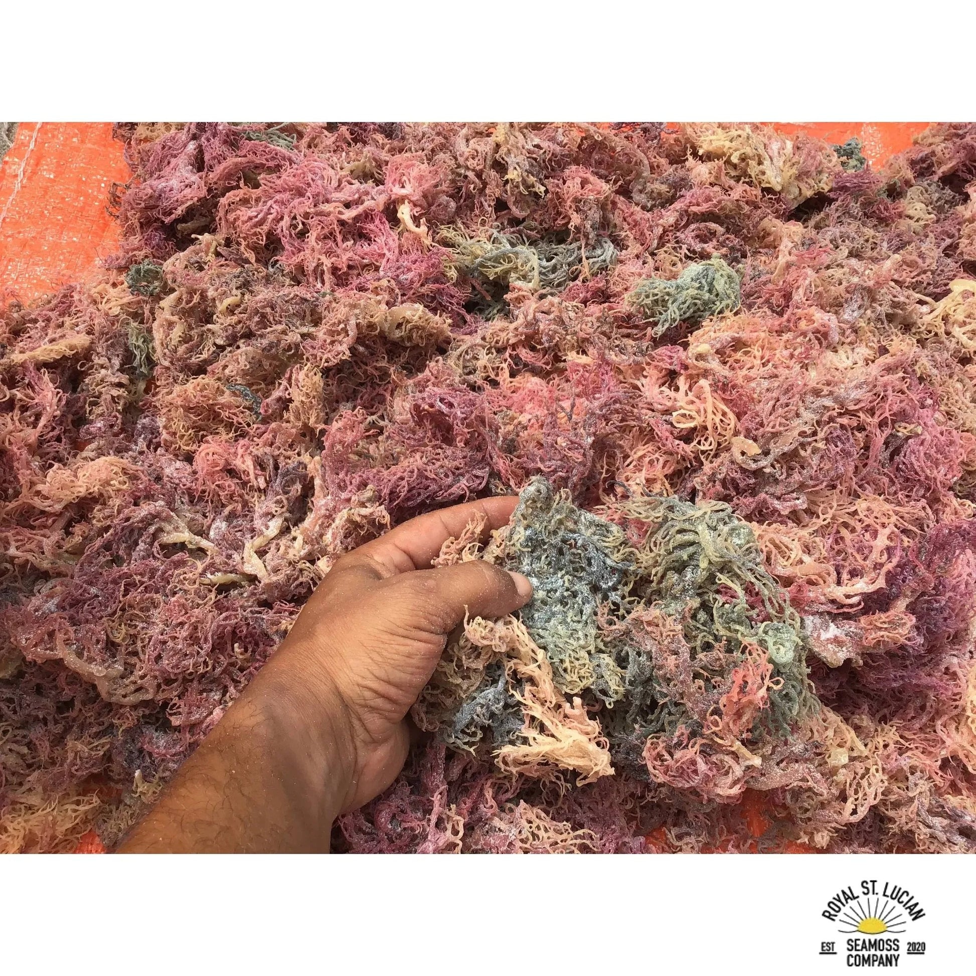 St. Lucian Full Spectrum Sea Moss bag
