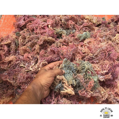 St. Lucian Full Spectrum Sea Moss bag