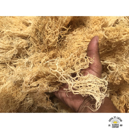 St. Lucian Gold Sea Moss - 2oz bag