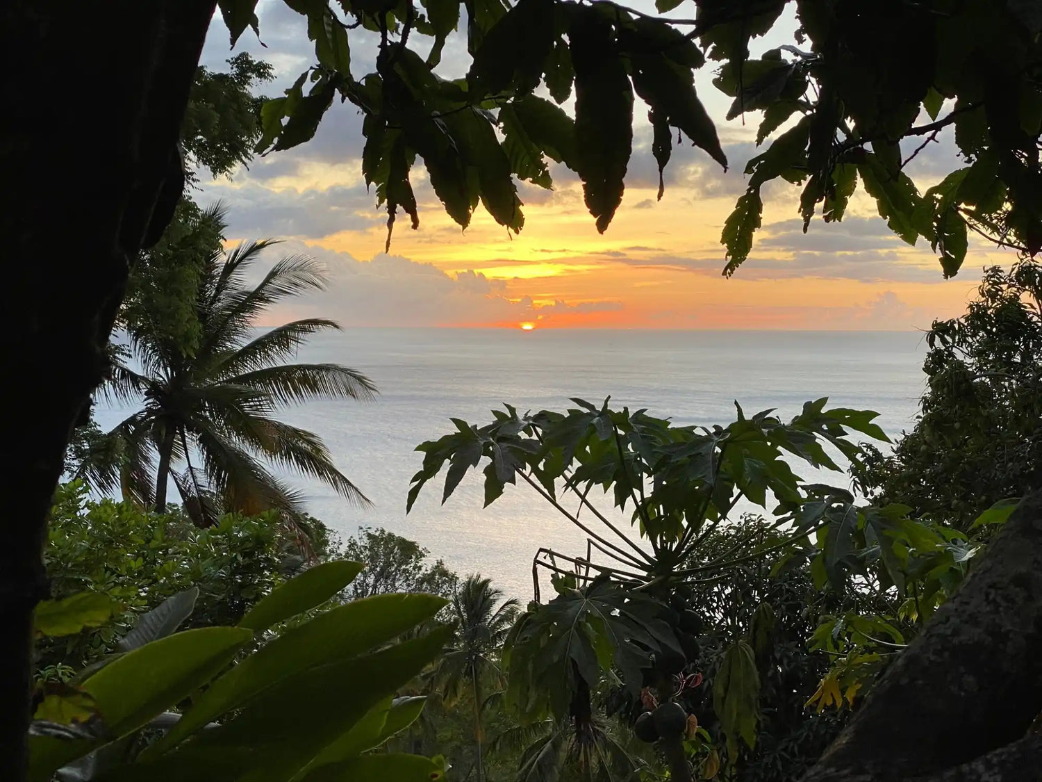 Vibrant orange sunset over a tropical ocean horizon framed by palm fronds and leaves.